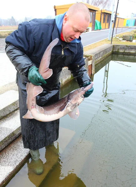 Unidentified fisherman with caught Sturgeon