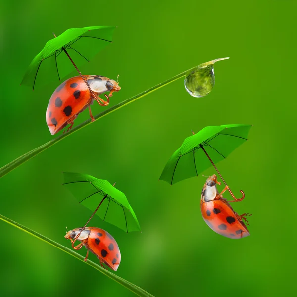 Ladybugs Stock Photos, Royalty Free Ladybugs Images | Depositphotos®