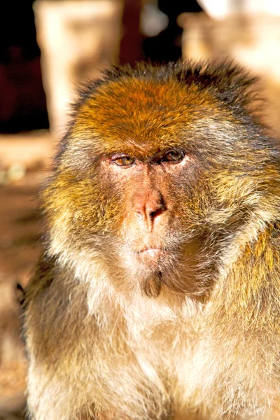 Old  in africa morocco and  fauna close up