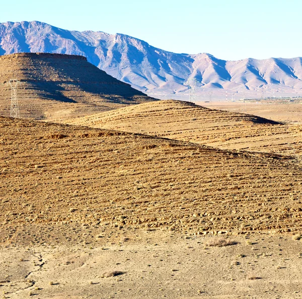 Bush  in    valley  morocco     africa the atlas dry mountain