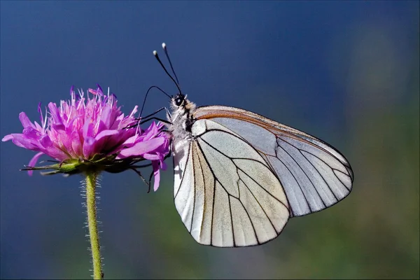 Little white butterfly   in a pink flower and sky