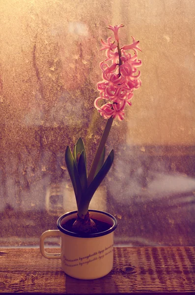 Pink hyacinth flower on old wooden window-sill in dawn sunlights