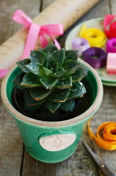 Flower shop - cactus, colorful ribbons, wrappings, scissors