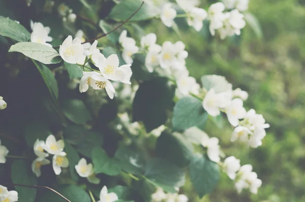 Blooming jasmin bush with tender white flowers