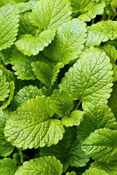 Lemon balm (balm, common balm, or balm mint)