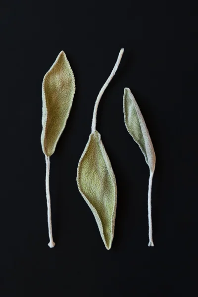 Dry sage leaves (salvia)