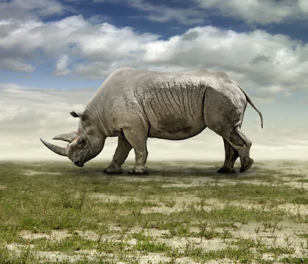Rhinoceros on a Grassy Plain
