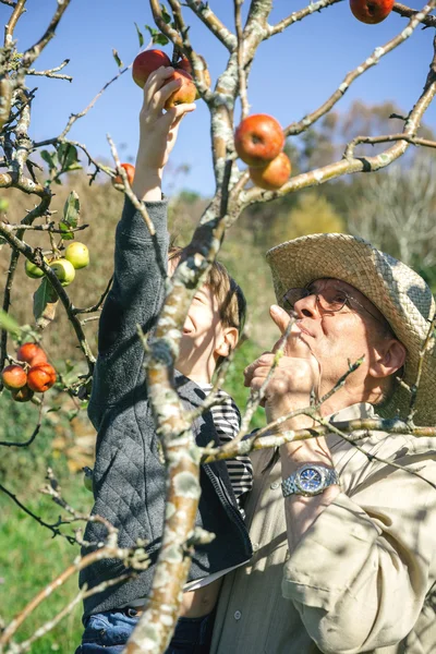 Senior man and kid picking apples from tree