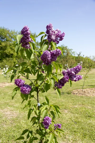 Blooming purple lilac tree flowers