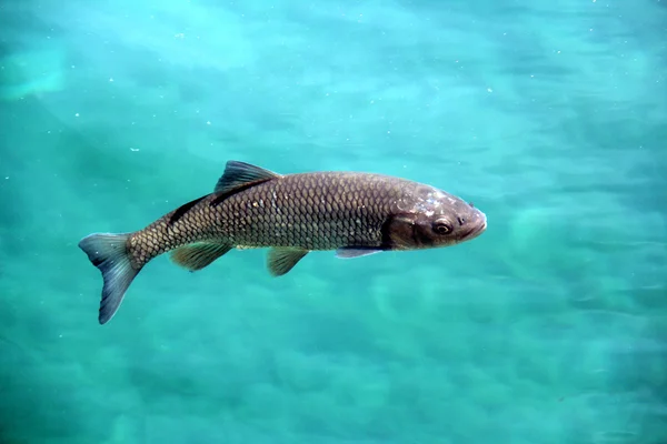 Big fish crystal clear water in Plitvice lakes