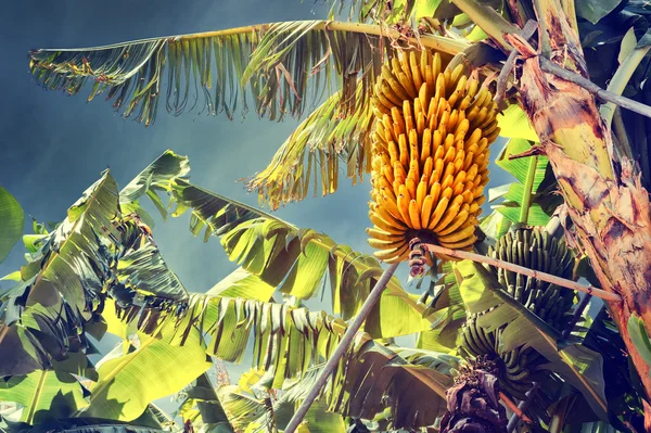 Bunch of ripe bananas on tree