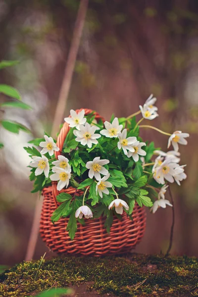White first spring flowers in a wicker basket in a forest