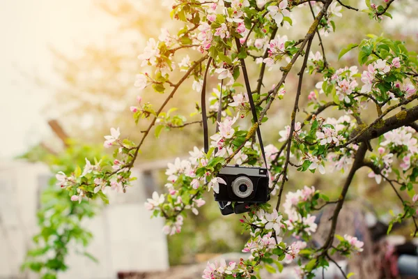Old retro the camera hangs on an apple-tree in sunny spring day