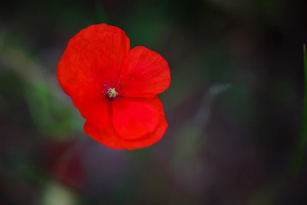 Poppy flower. Close up. Red color