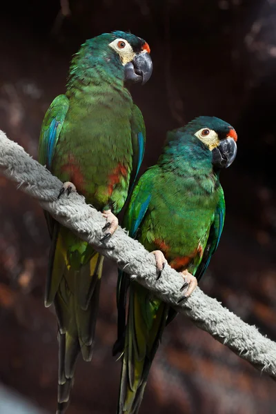 Blue-winged macaw (Primolius maracana)