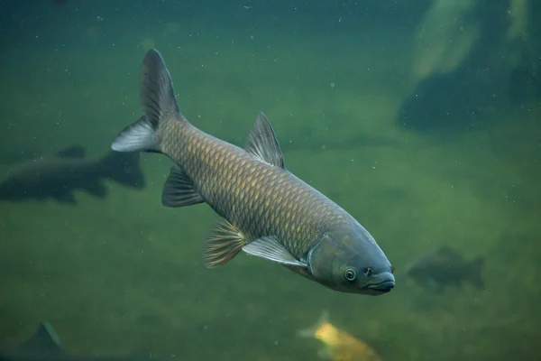 Grass carp (Ctenopharyngodon idella).