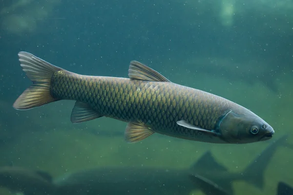 Grass carp (Ctenopharyngodon idella).