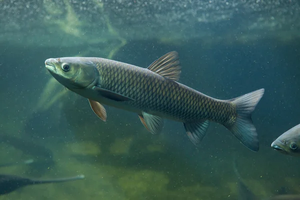 Grass carp underwater