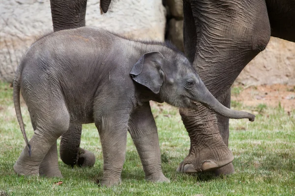 One-month-old Indian elephants