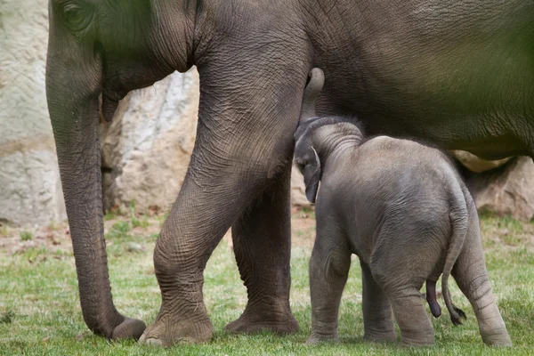 One-month-old Indian elephants