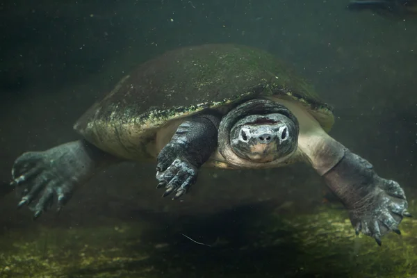 Malaysian giant turtle