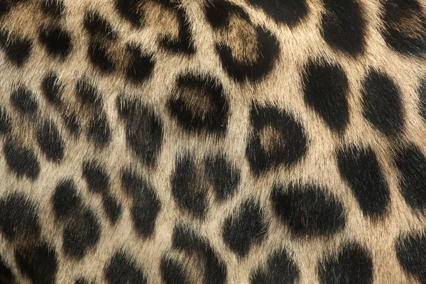 Persian leopard fur texture