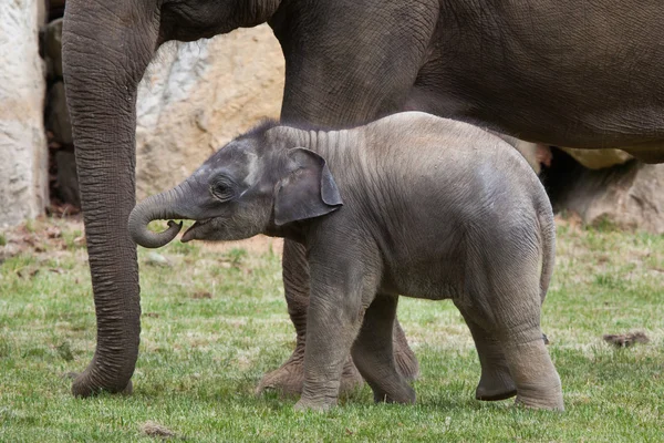 Indian elephant calf with its mother