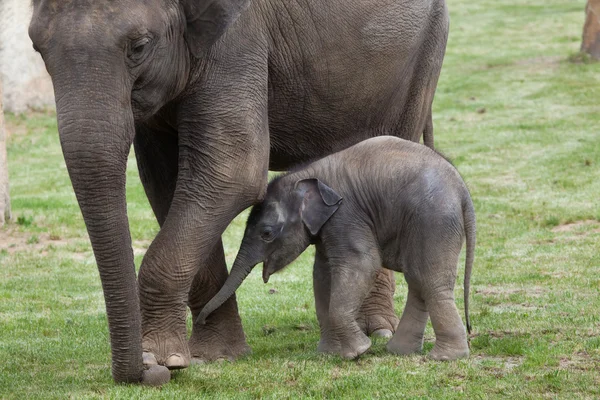 Indian elephant with his mother