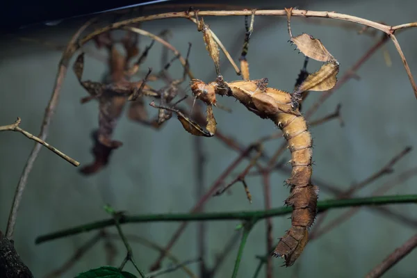 Giant prickly stick insect