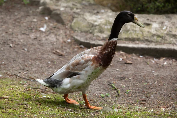 One Domestic duck