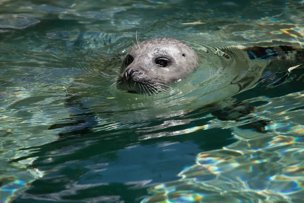 Harbor seal (Phoca vitulina)