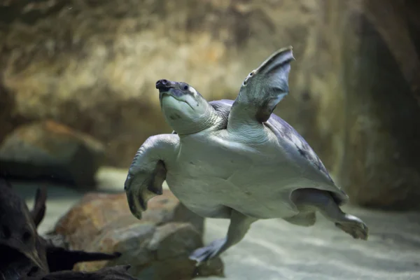 Pig-nosed turtle (Carettochelys insculpta)
