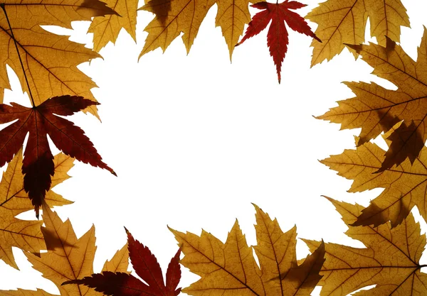 Frame from Maple Leaves