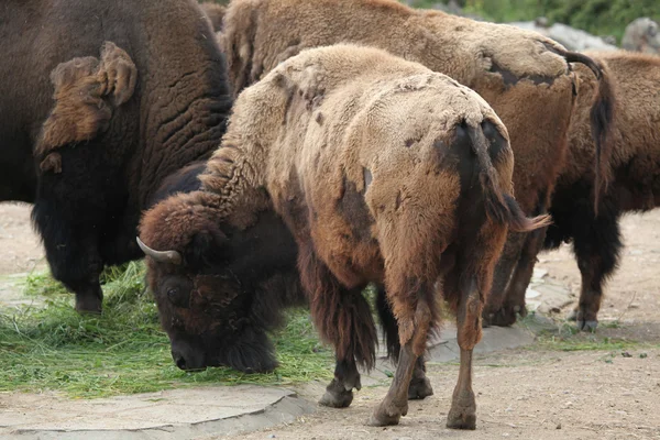 American bisons (Bison bison)