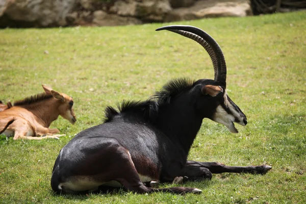 Sable antelopes (Hippotragus niger)