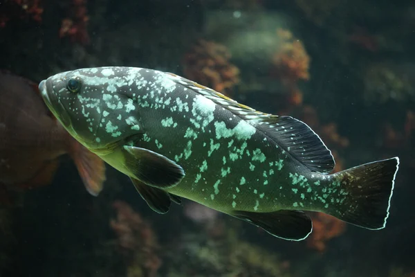 Tropical black and white spotted fish