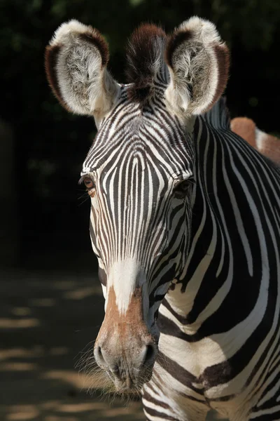 Grevy\'s imperial zebra