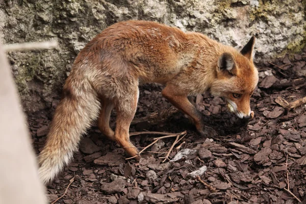Wild Red fox