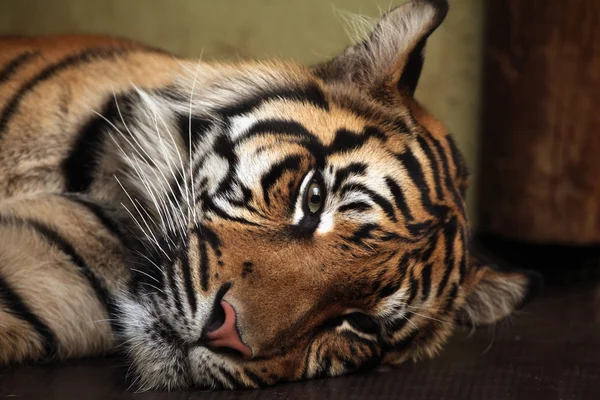 Sumatran tiger head