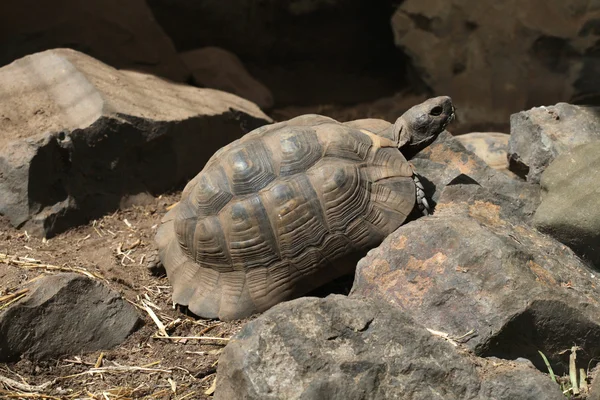 Greek tortoise (Testudo graeca).