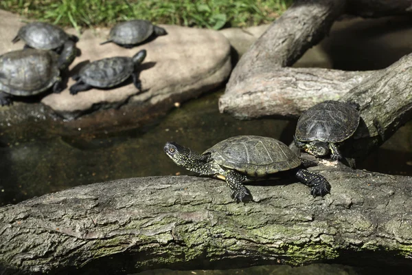 European pond turtles (Emys orbicularis).