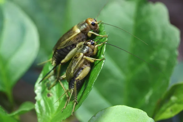 House crickets (Acheta domestica).