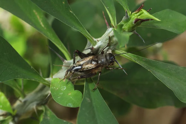 House cricket (Acheta domestica)