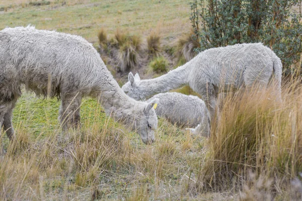 Andes Farm Animals Eating Pasture