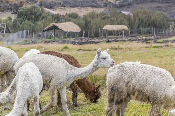 Andes Farm Animals Eating Pasture