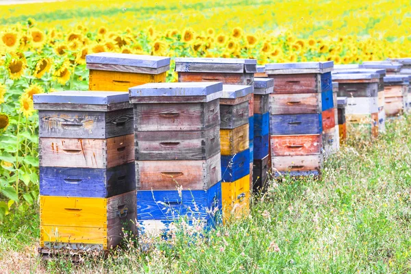 Colorful beehives and sunflower' field in Provance