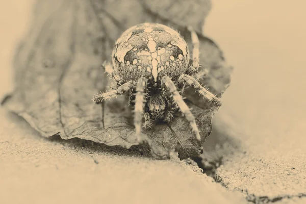 Big Orb spider on the leaf