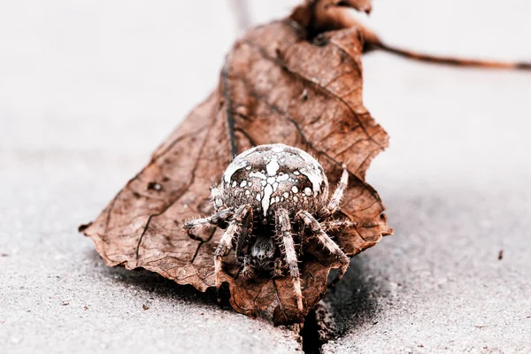 Big Orb spider on the leaf