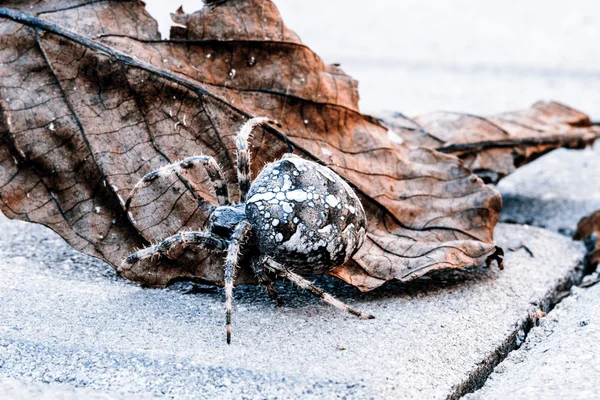 Big Orb spider on the leaf