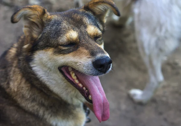 Image of cute pooch with his tongue hanging out